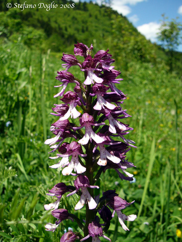 orchidee dal mar Nero turco (2)